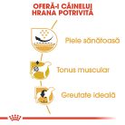 Royal Canin Pug Adult Hrană uscată pentru câini 1,5 kg