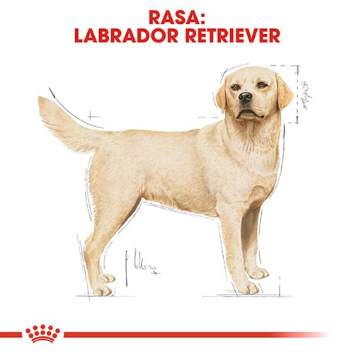 Royal Canin Labrador Adult Hrană uscată pentru câini 12 kg