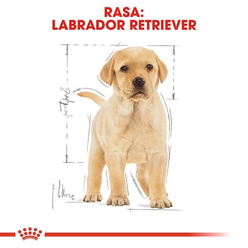 Royal Canin Labrador Puppy Hrană uscată pentru câini 12 kg