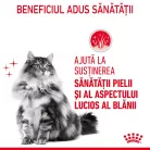 Royal Canin Hair & Skin Pliculețe pentru pisici 85 g