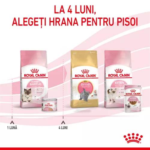 Royal Canin Mother & BabyCat Hrană uscată pentru pisici, mama și puiul 400 g