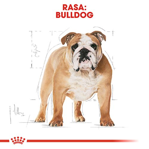 Royal Canin Bulldog Adult Hrană uscată pentru câini 3 kg