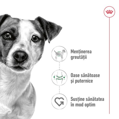 Royal Canin Mini Adult Hrană uscată pentru câini 8 kg