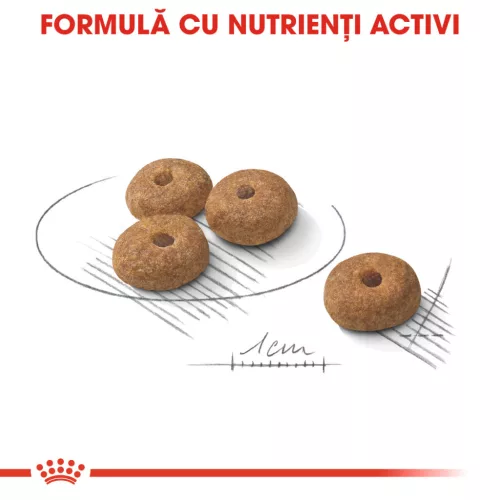 Royal Canin Mini Sterilised Adult Hrană uscată pentru câini 8 kg