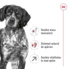 Royal Canin Medium Adult 7+ Hrană uscată pentru câini 4 kg