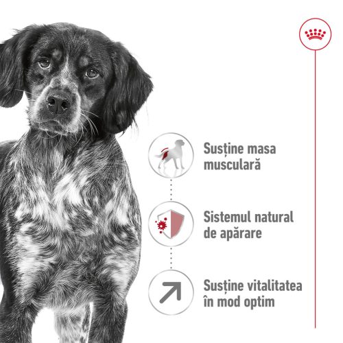 Royal Canin Medium Adult 7+ Hrană uscată pentru câini 4 kg