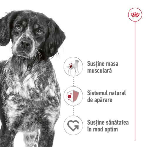 Royal Canin Medium Adult Hrană uscată pentru câini 15 kg