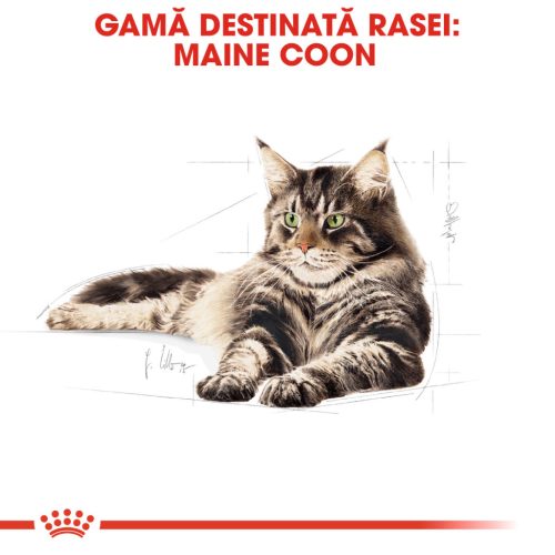 Royal Canin Maine Coon Adult Hrană uscată pentru pisici 4 kg