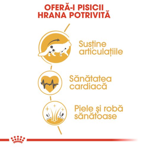 Royal Canin Maine Coon Adult Hrană uscată pentru pisici 4 kg