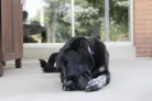KONG Ball Extreme Jucărie pentru câini S negru