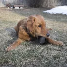 KONG Ball Extreme Jucărie pentru câini S negru