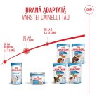 Royal Canin Starter Mousse Hrană umedă pentru câini, mama și puiul 195 g