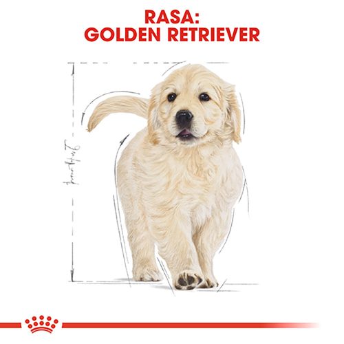 Royal Canin Golden Retriever Puppy Hrană uscată pentru câini junior 12 kg