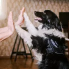 Julius K9 IDC Powerharness Ham pentru câini L negru