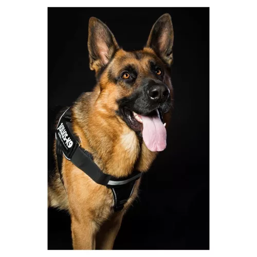 Julius K9 IDC Powerharness Ham pentru câini L negru