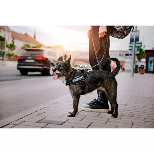 Julius K9 IDC Powerharness Ham pentru câini M negru