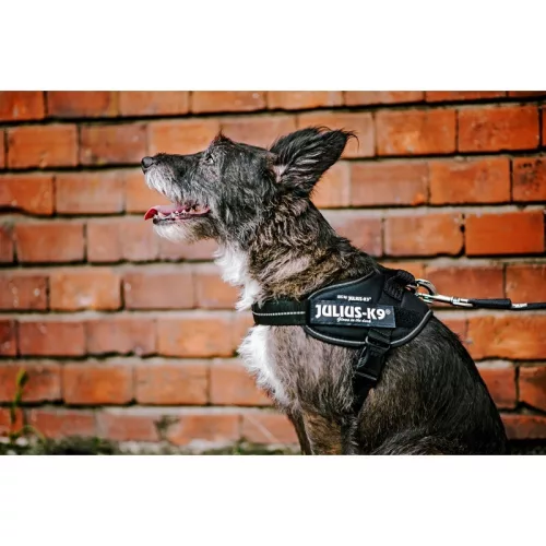 Julius K9 IDC Powerharness Ham pentru câini M negru