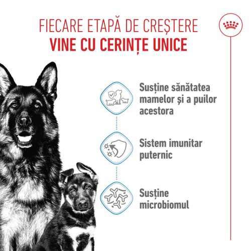 Royal Canin Maxi Starter Mother & BabyDog Hană uscată pentru câini, mama și puiul 15 kg 