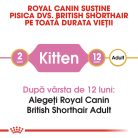 Royal Canin British Shorthair Kitten Hrană uscată pentru pisici junior 2 kg
