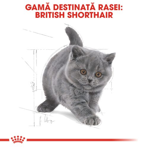 Royal Canin British Shorthair Kitten Hrană uscată pentru pisici junior 400 g
