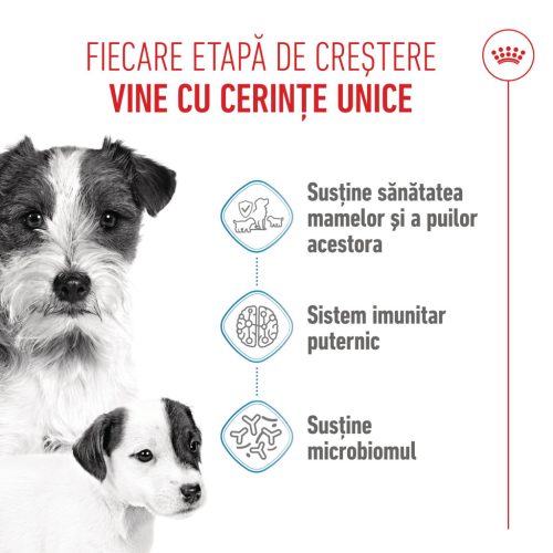 Royal Canin Mini Starter Mother & BabyDog Hană uscată pentru câini, mama și puiul 1 kg