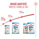 Royal Canin Mini Starter Mother & BabyDog Hană uscată pentru câini, mama și puiul 1 kg