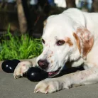 KONG Goodie Bone Extreme Jucărie pentru câini M