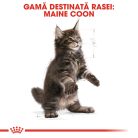 Royal Canin Maine Coon Kitten Hrană uscată pentru pisici junior 2 kg