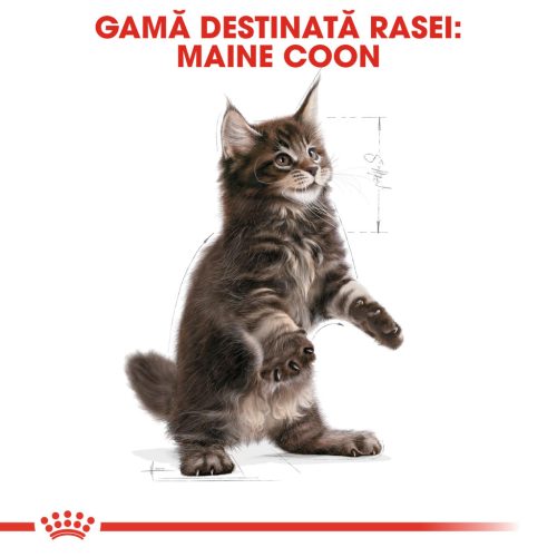 Royal Canin Maine Coon Kitten Hrană uscată pentru pisici junior 2 kg