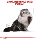 Royal Canin Persian Hrană umedă pentru pisici adulte 85 g