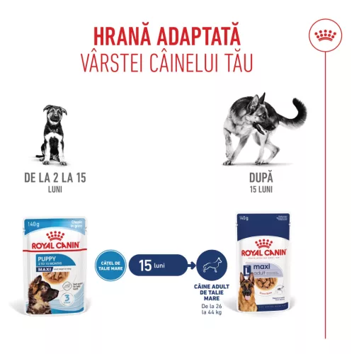 Royal Canin Maxi Puppy Hrană umedă pentru câini junior de talie mare 140 g