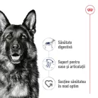 Royal Canin Maxi Adult Hrană umedă pentru câini, bucăți în sos 140 g