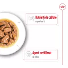 Royal Canin Maxi Adult Hrană umedă pentru câini, bucăți în sos 140 g