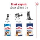 Royal Canin Maxi Adult Hrană umedă pentru câini, bucăți în sos 140 g