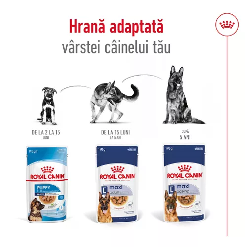 Royal Canin Maxi Adult Hrană umedă pentru câini, bucăți în sos 140 g