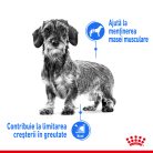 Royal Canin Mini Light Weight Care Adult Hrană uscată pentru câini 1 kg