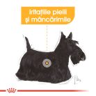 Royal Canin Mini Dermacomfort Hrană uscată pentru câini 1 kg 