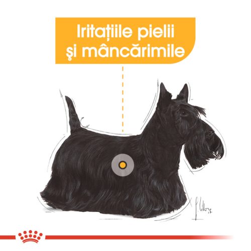 Royal Canin Mini Dermacomfort Hrană uscată pentru câini 1 kg 