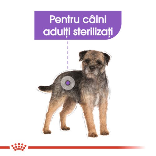 Royal Canin Mini Sterilised Adult Hrană uscată pentru câini 1 kg