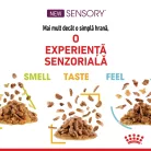 Royal Canin Sensory Taste Pliculețe pentru pisici 85 g