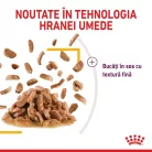 Royal Canin Sensory Taste Pliculețe pentru pisici 85 g