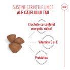 Royal Canin Mini Starter Mother & BabyDog Hană uscată pentru câini, mama și puiul 4 kg