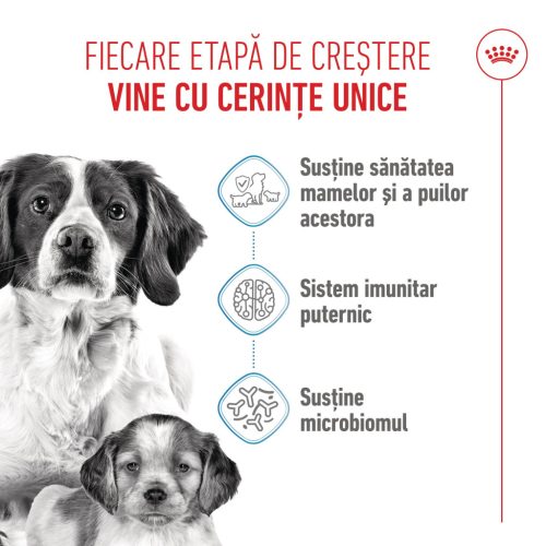 Royal Canin Medium Starter Mother & BabyDog Hană uscată pentru câini, mama și puiul 15 kg
