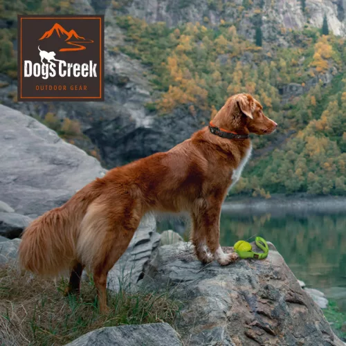 Dogs Creek Explorer Lesă pentru câini 5 m portocaliu
