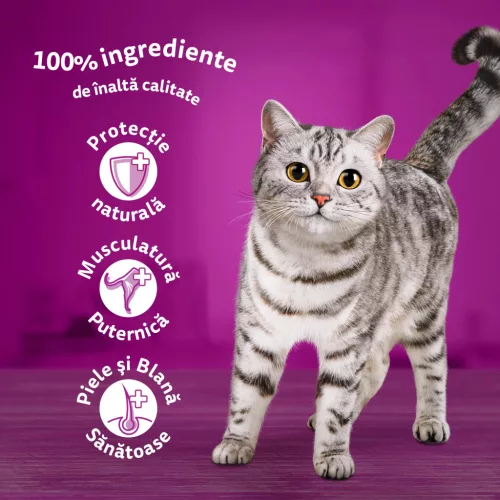 Whiskas hrană umedă pentru pisici adulte, selecții de carne în aspic 40 x 85 g