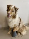 Take Care Accesoriu pentru curățarea lăbuțelor S