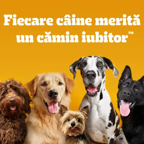 Pedigree Hrană uscată cu pasăre și legume pentru câini juniori de talie mică 7 kg