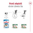 Royal Canin Mini Adult Hrană umedă pentru câini 195 g 