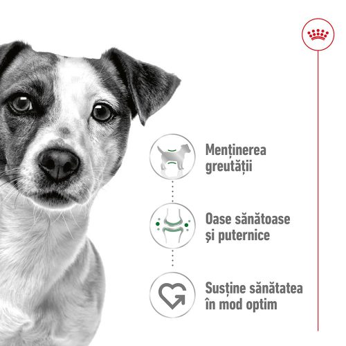 Royal Canin Mini Adult Hrană umedă pentru câini 195 g 