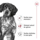 Royal Canin Medium Adult Hrană umedă pentru câini 140 g